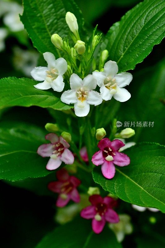 Weigela coraeensis花